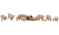 Woodland WA1957 - H0 Yorkshire-Schweine